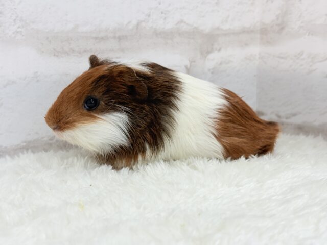 イングリッシュモルモット