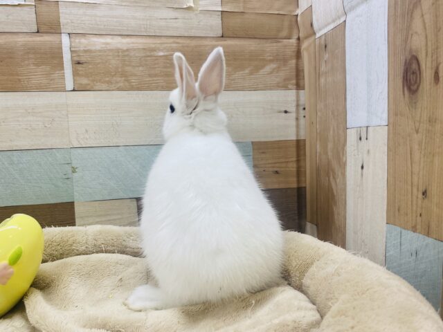 ミニウサギ