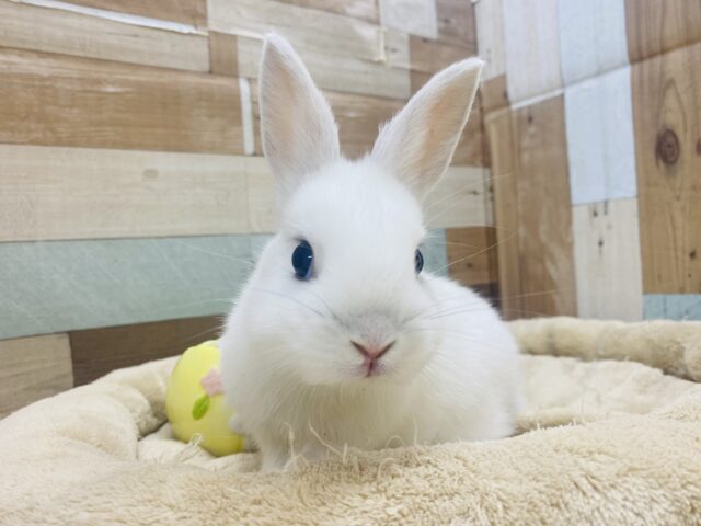ミニウサギ
