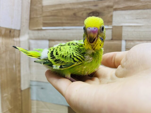 セキセイインコ