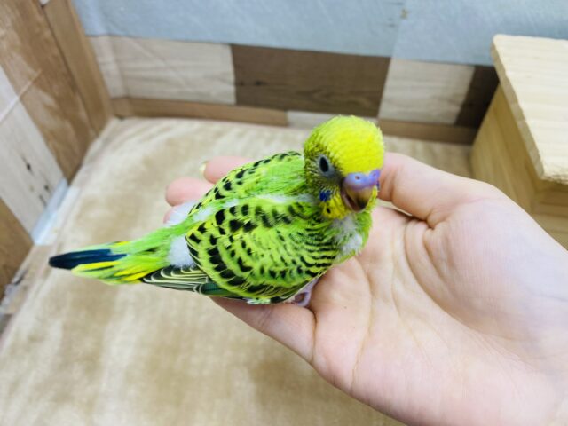セキセイインコ
