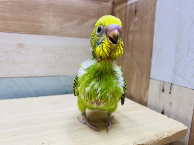 セキセイインコ