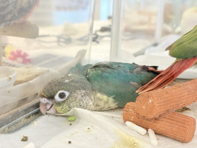 ワキコガネウロコインコ