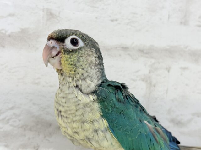 ワキコガネウロコインコ