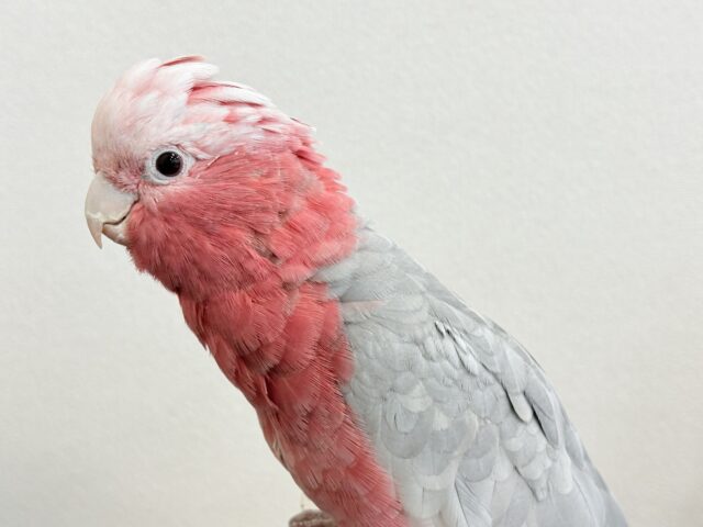 モモイロインコ