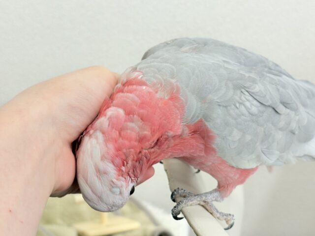 モモイロインコ
