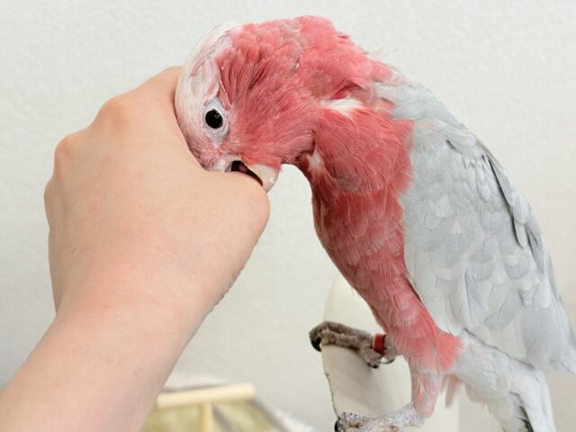 モモイロインコ