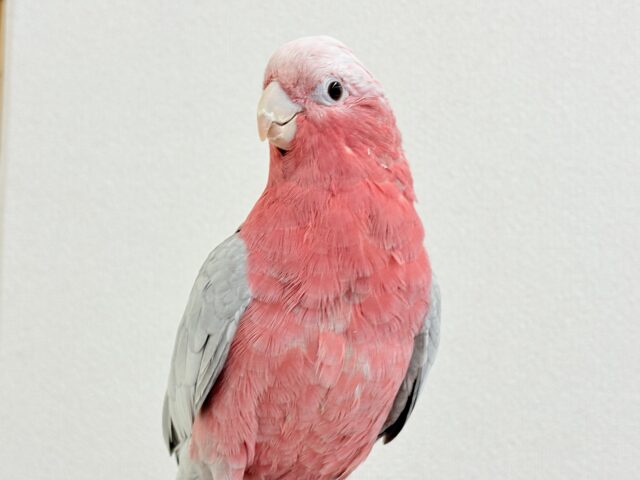 モモイロインコ