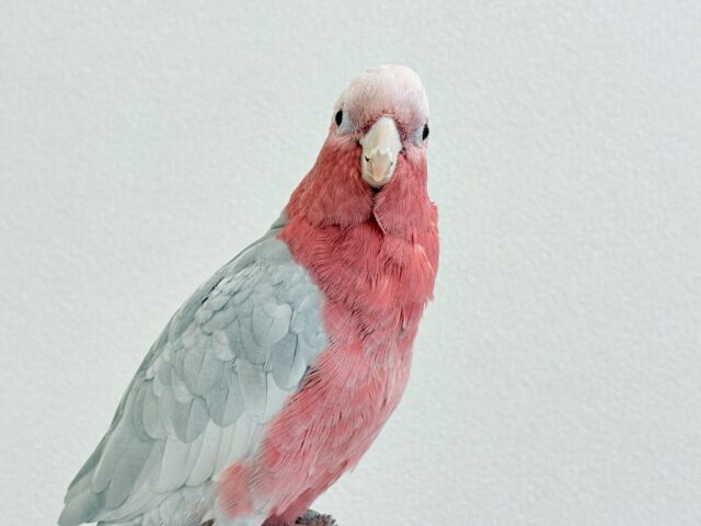 モモイロインコ