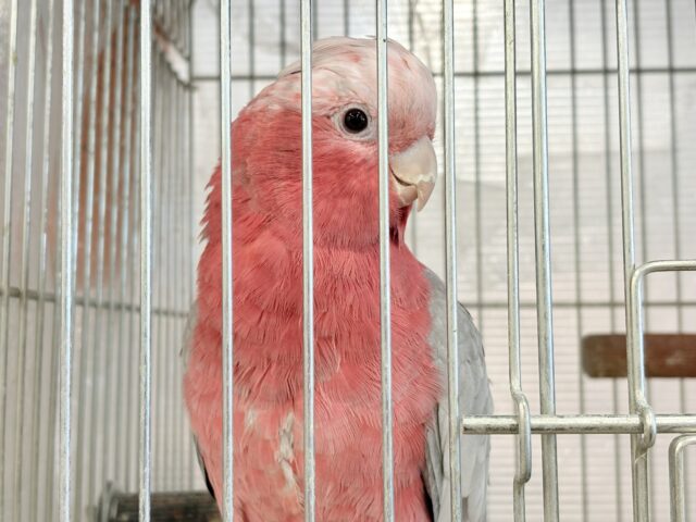 モモイロインコ