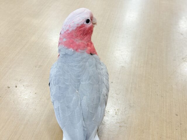 モモイロインコ