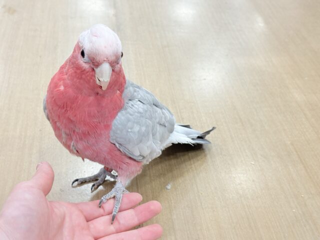 モモイロインコ