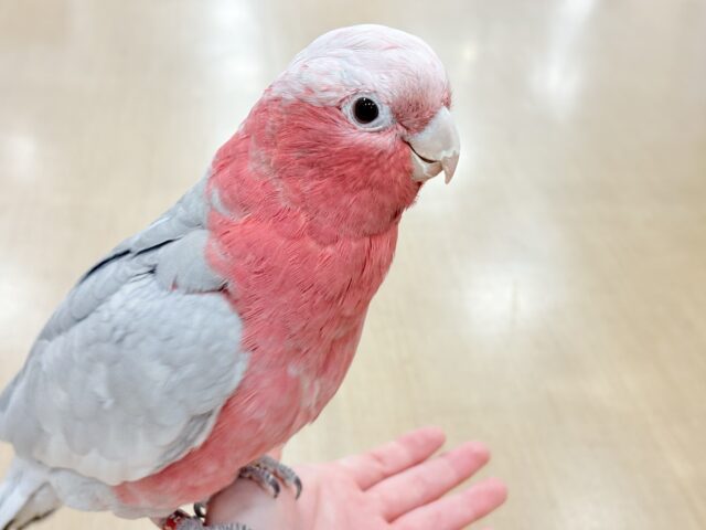 モモイロインコ