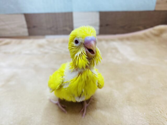 セキセイインコ