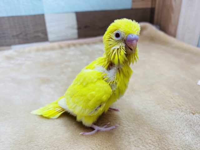 セキセイインコ