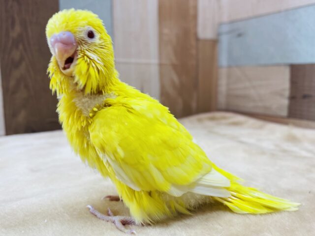 セキセイインコ