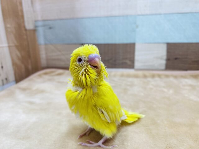 セキセイインコ