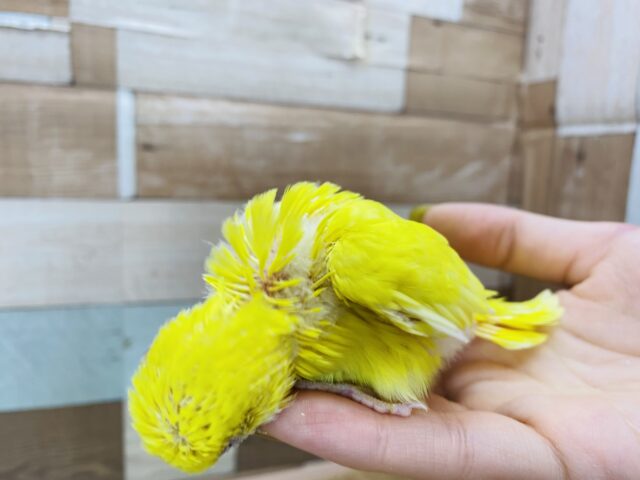 セキセイインコ