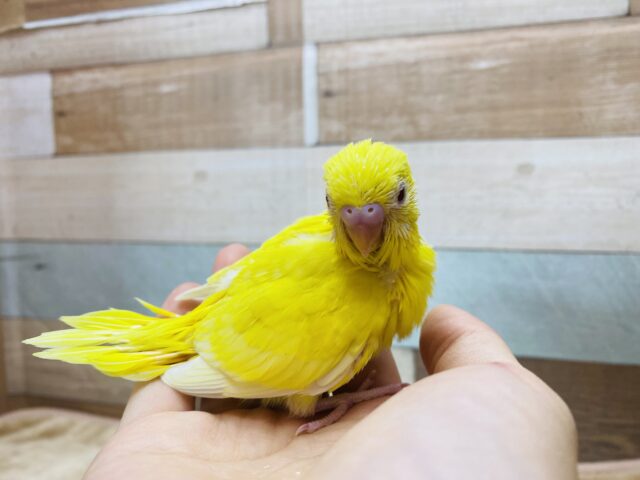 セキセイインコ