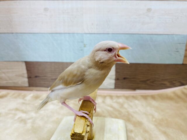 シナモン文鳥