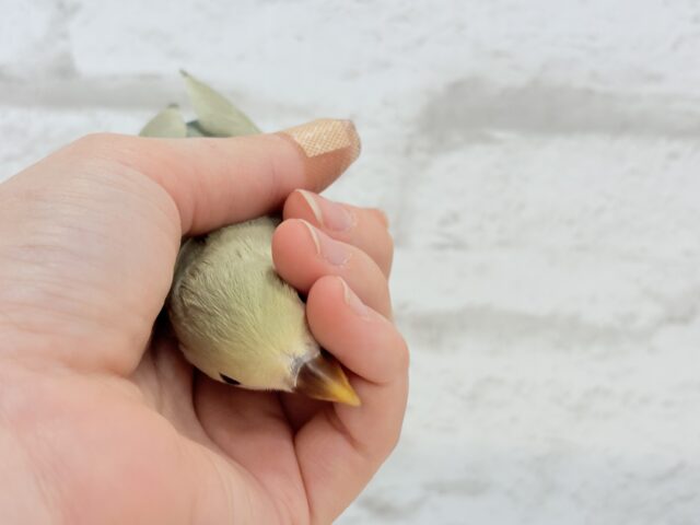 コザクラインコ（小桜インコ）