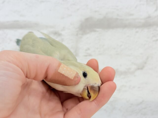 コザクラインコ（小桜インコ）