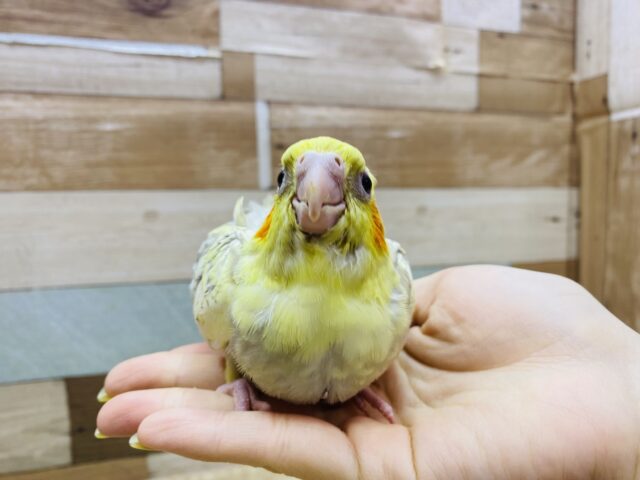 オカメインコ
