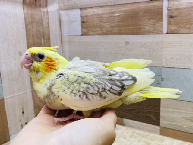 オカメインコ