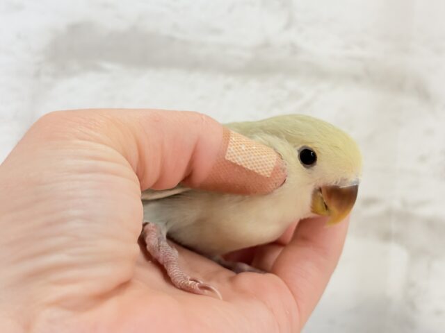 コザクラインコ（小桜インコ）