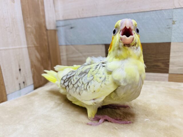 オカメインコ