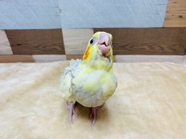 オカメインコ