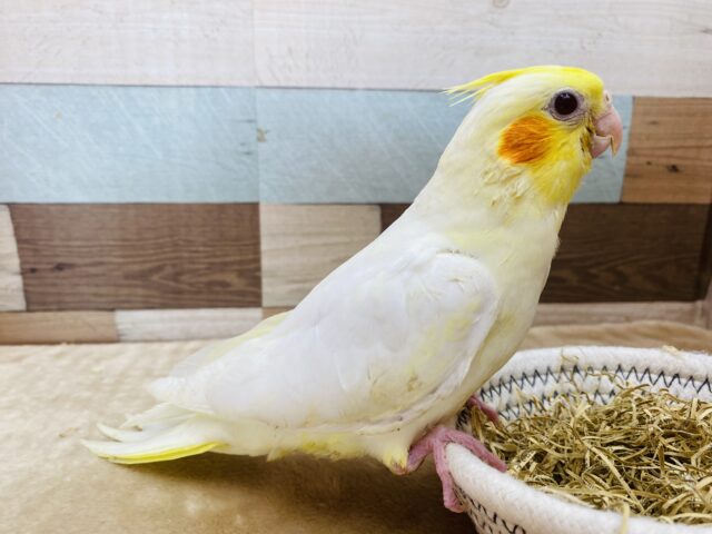 オカメインコ