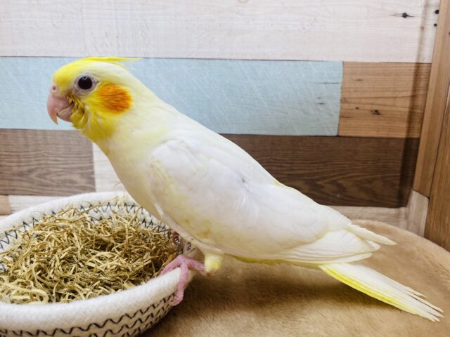 オカメインコ