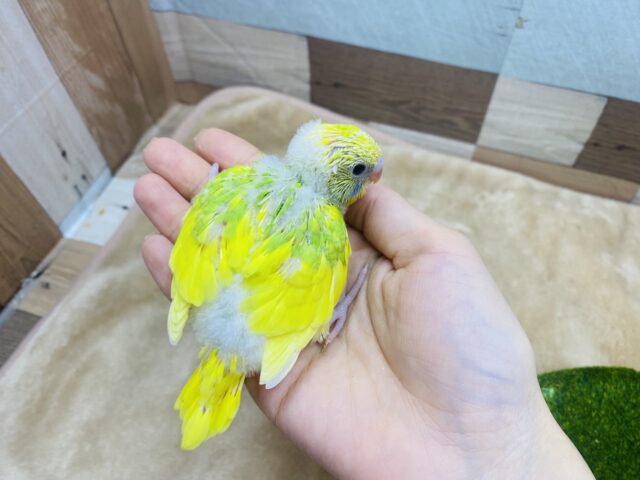 セキセイインコ