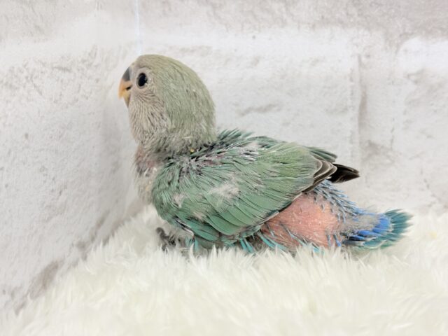 コザクラインコ（小桜インコ）