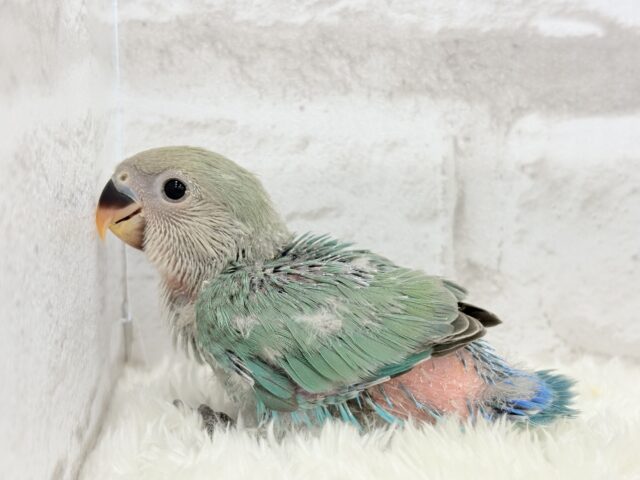 コザクラインコ（小桜インコ）