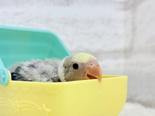 コザクラインコ（小桜インコ）