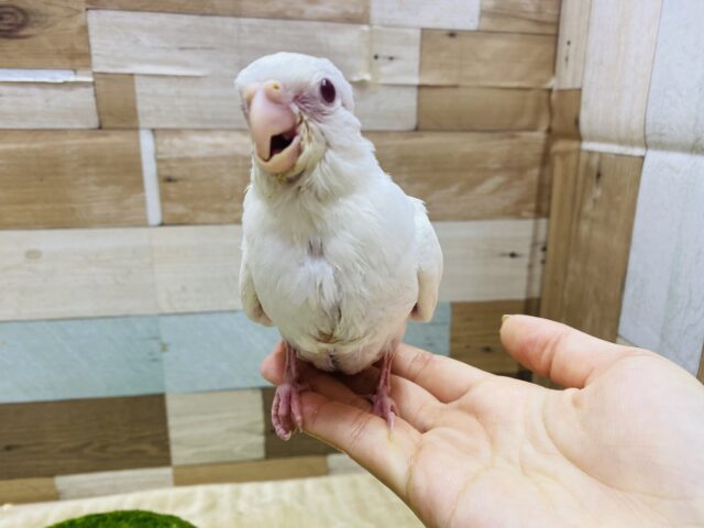 オカメインコ
