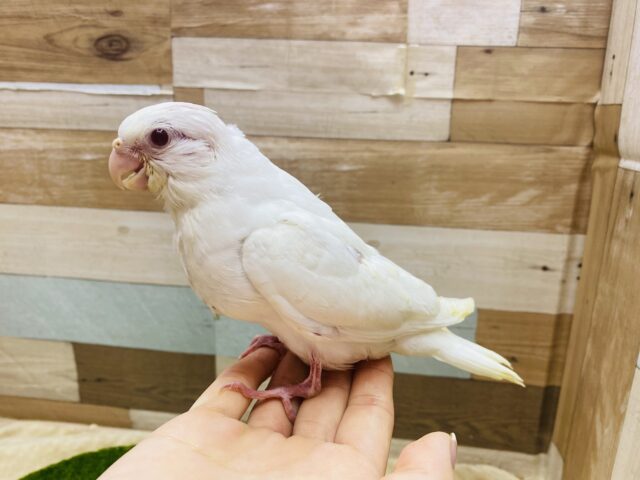 オカメインコ