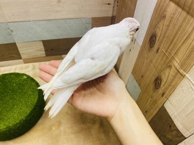 オカメインコ