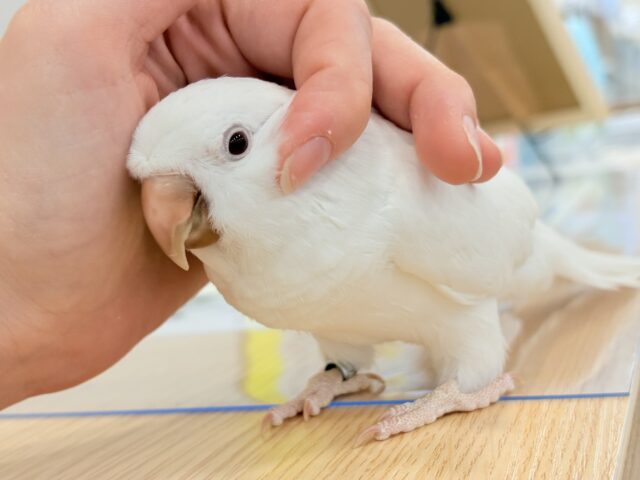 オキナインコ
