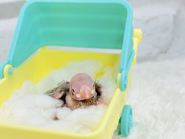 最新画像になります☆ 天使の赤ちゃんが降臨しました♡シナモン文鳥 ヒナ シナモン文鳥