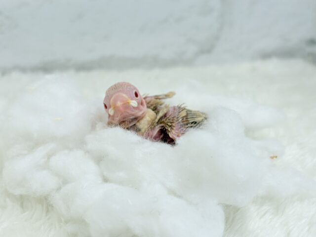 最新画像になります☆ 天使の赤ちゃんが降臨しました♡シナモン文鳥 ヒナ シナモン文鳥