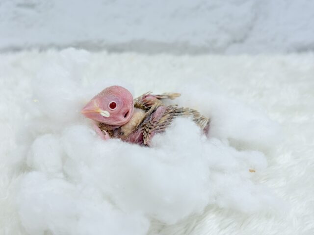最新画像になります☆ 天使の赤ちゃんが降臨しました♡シナモン文鳥 ヒナ シナモン文鳥