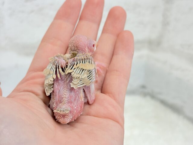 最新画像になります☆ 天使の赤ちゃんが降臨しました♡シナモン文鳥 ヒナ シナモン文鳥