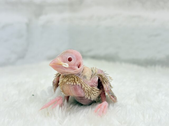 最新画像になります☆ 天使の赤ちゃんが降臨しました♡シナモン文鳥 ヒナ シナモン文鳥