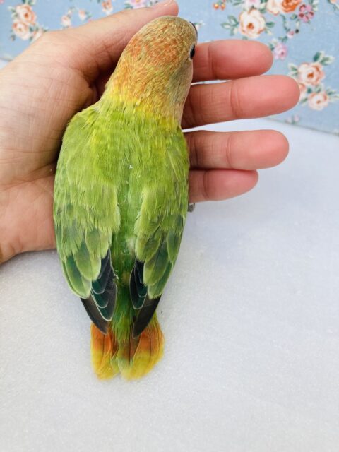 コザクラインコ（小桜インコ）