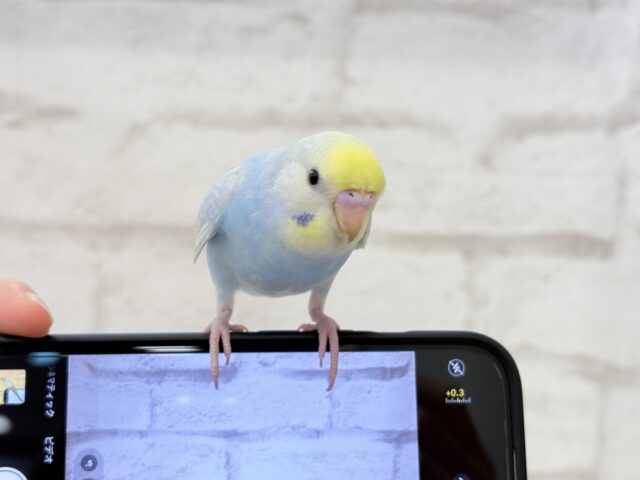 セキセイインコ