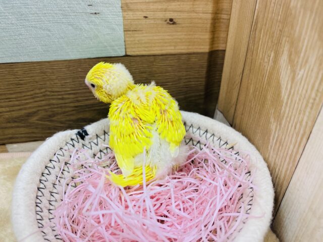 セキセイインコ
