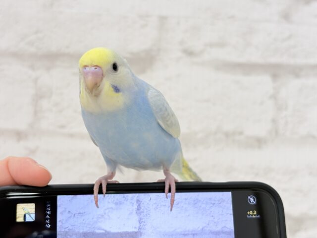 セキセイインコ